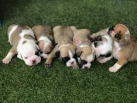 Bulldogs for sale