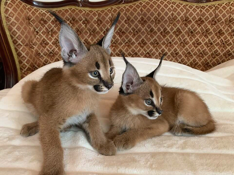 Caracal kitten available for sale CatchFree