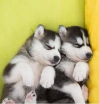 Husky puppies for your home