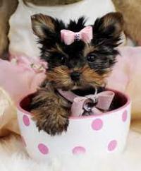 Parti Color Toy Yorkies puppies