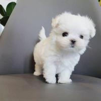MALTESE PUPPIES FOR SALE