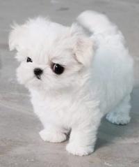 maltese teacup puppies for sale