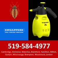 Kitchener Pest Control Services