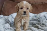 Maltipoo pupppies for sale
