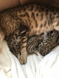 Registered Bengal Kittens Available