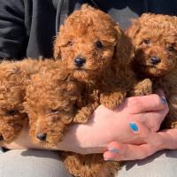 Potty Trained Male and female Teacup Poodle Puppies for sale