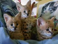 Serval kittens available
