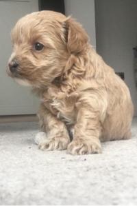 Solid Maltipoo Puppies Looking Out Homes