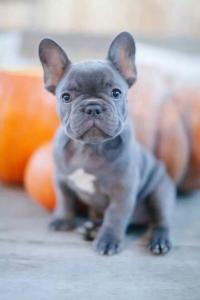 Cute French Bulldog puppies for sale