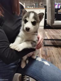 5 full-breed Siberian Husky puppies looking for their forever homes.