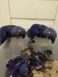 Adorable Hyacinth Macaws and Black Palm Cockatoo Birds and Candle Tested Fertile Eggs for Adoption