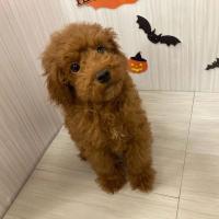 Toy Poodle (Kleo) is up for adoption