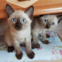 Siamese male and female kittens ready