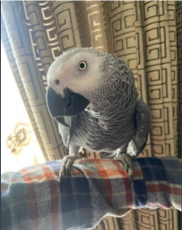 Tame African grey for re-homing