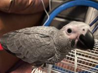 African gray parrot,