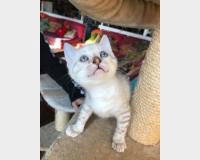 Adorable Ragdoll Kitten TICA registered