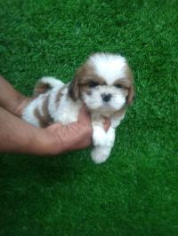 Shih tzu puppy for adoption