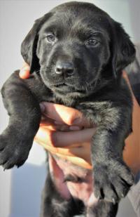 AKC Registered Male & Female Lab puppies