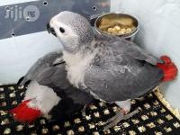 We offer parrots and parrot eggs for sale