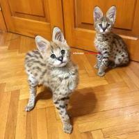 Beautiful Serval and F1 Savannah kittens are Available