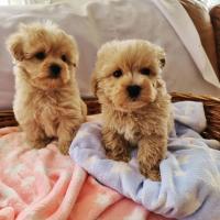 Adorable Maltipoo puppies for new homes