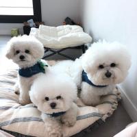 beautiful bichon frise pups